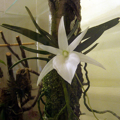 Angraecum sp.