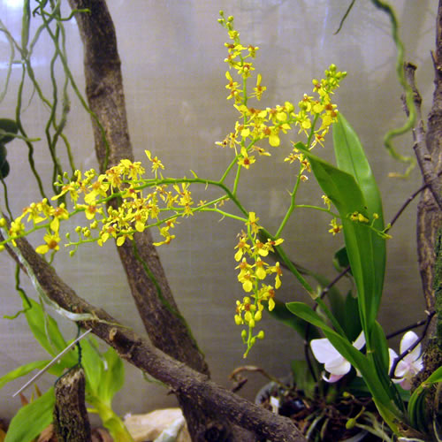 Oncidium sp.