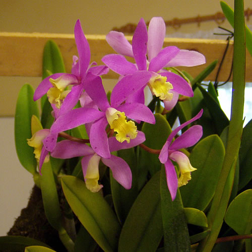 Laelia lucasiana