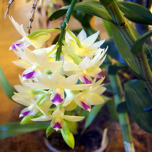 Dendrobium sp.