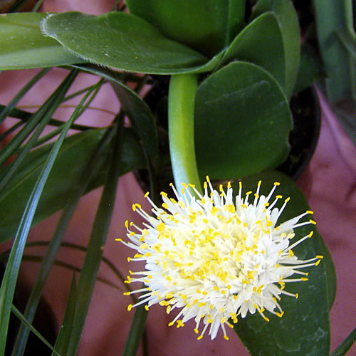 Haemanthus_albiflos