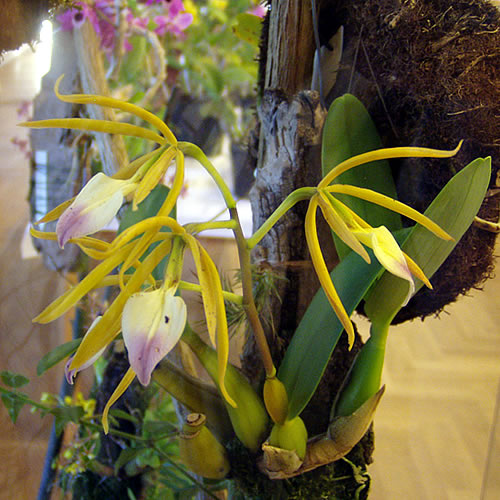 Brassavola sp.