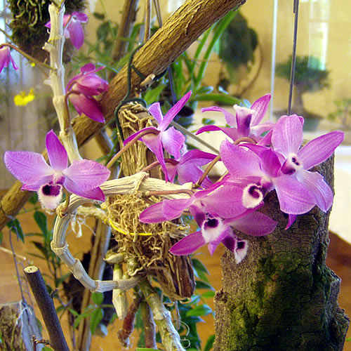 Dendrobium sp.