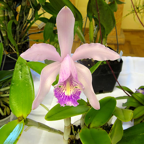 Cattleya sp.