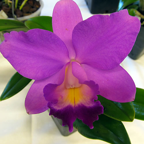 Cattleya