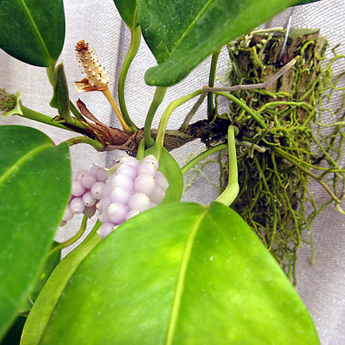 Anthurium scandens