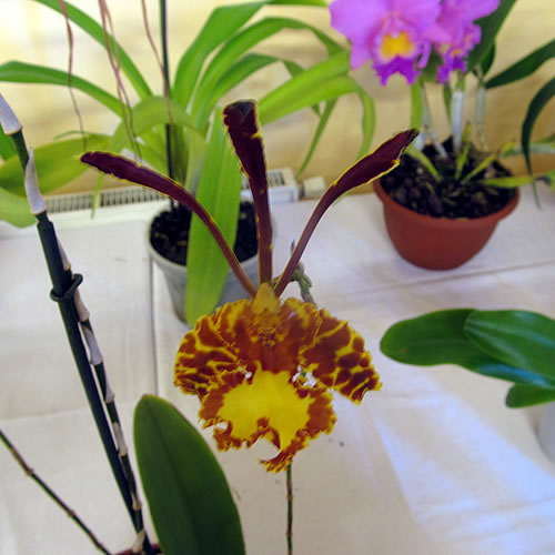 Psychopsis papilio