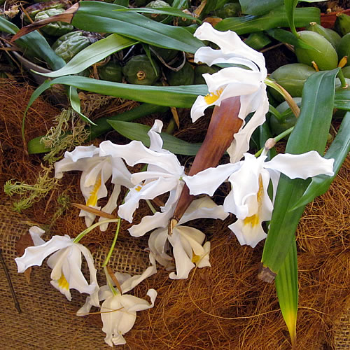 Coelogyne