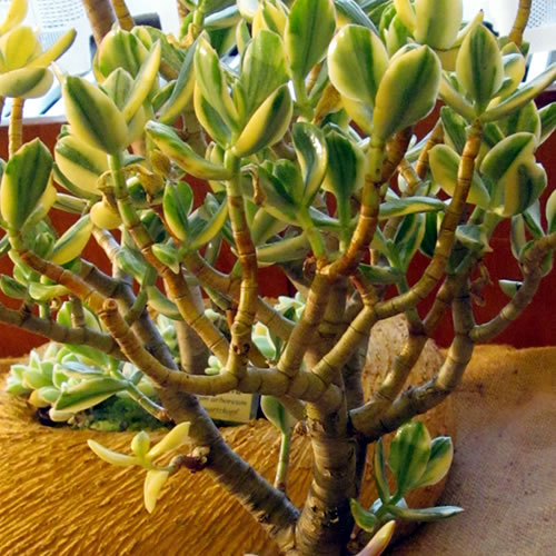 Crassula 01