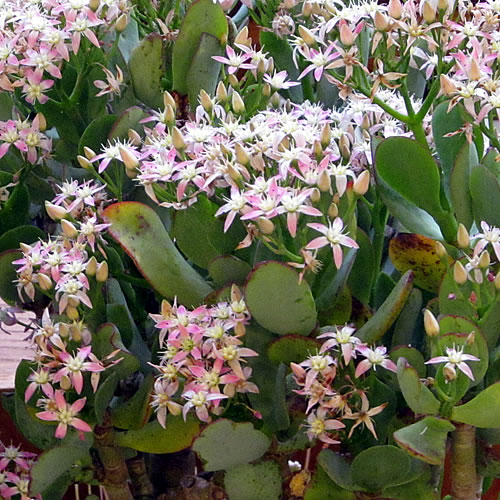 Crassula obliqua kvet