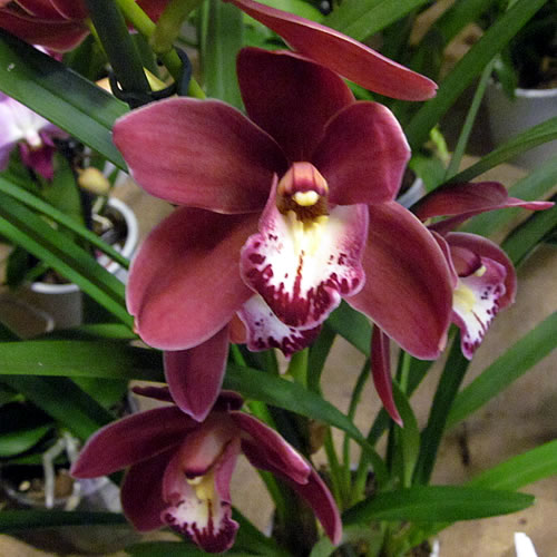 Cymbidium