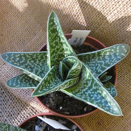 Gasteria