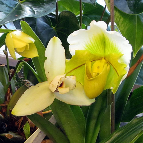 Lycaste, pap