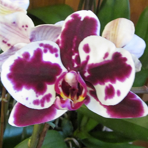 Phal 01