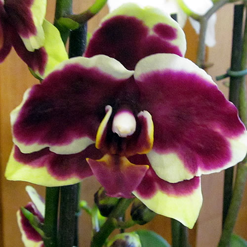 Phal 02