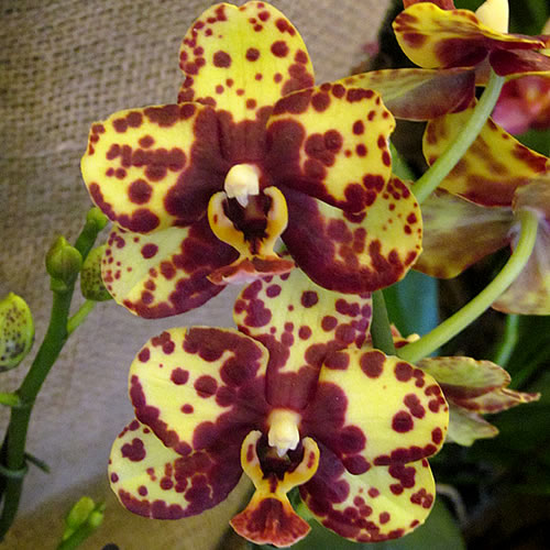 Phal 04