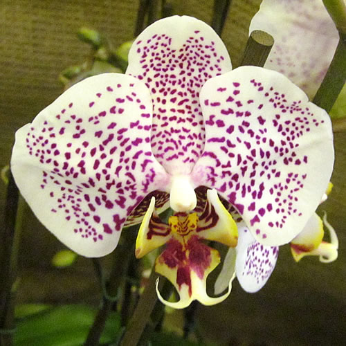 Phal 05