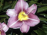 Chicago Orchid