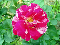 růže Ambosfunken