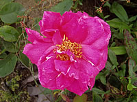 růže Eden Rose