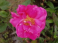 růže Eden Rose růže Eden Rose