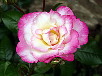 růže Haendel
