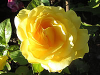 růže Helmut Schmidt