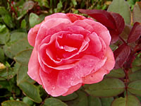růže Herzog von Winsdor