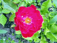 růže Josef Klimeš