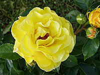 růže Lichtkoenigin Lucia