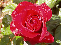 Růže Loebecher Rose