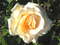 růže Netengeborg