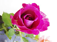 růže Queen Elisabeth