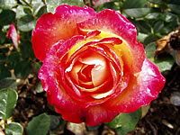 růže Rittertum