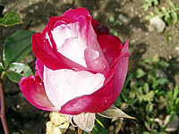 růže Rose Gaujard růže Rose Gaujard