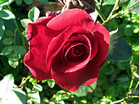 růže Rouge Et Noire