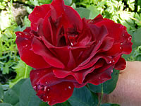 růže Tatjana