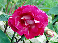 růže Traviata