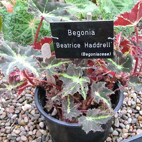 Begonia Beatrice Haddrell Begonie v Glasgow