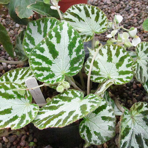 Begonia imperialis Begonie v Glasgow