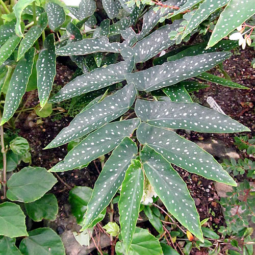 Begonia albopicta Begonie v Glasgow