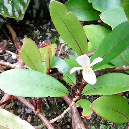 Begonia capillipes Begonie v Glasgow