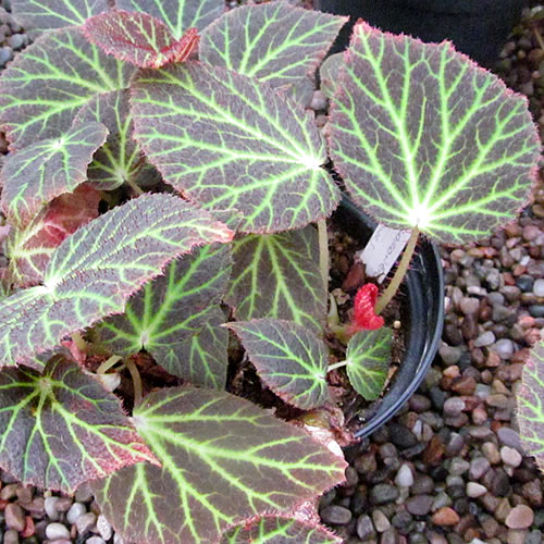 Begonia chloroneura Begonie v Glasgow