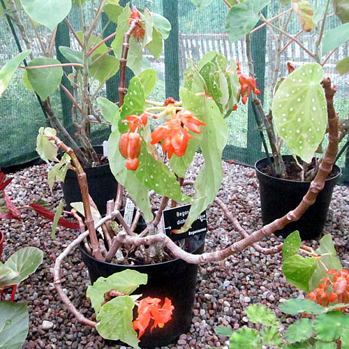 Begonia dichroa Begonie v Glasgow