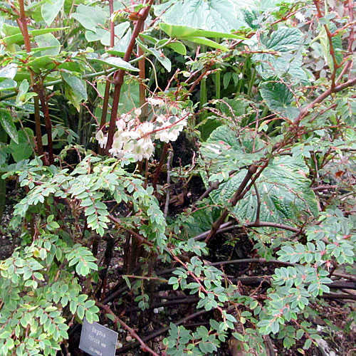 Begonia foliosa Begonie v Glasgow