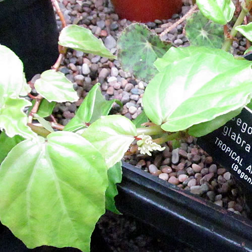 Begonia glabra Begonie v Glasgow