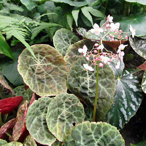 Begonia goegoensis Begonie v Glasgow