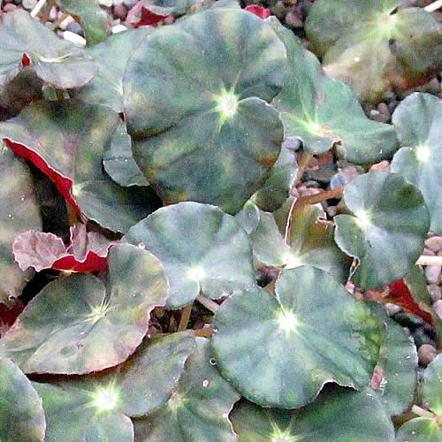 Begonia mazae Begonie v Glasgow