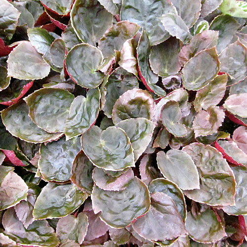 Begonia metachroa Begonie v Glasgow