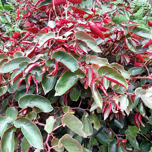 Begonia obscura Begonie v Glasgow